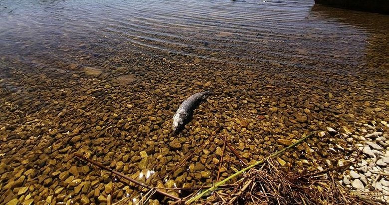 Büyük Menderes Nehri’nde kuraklıktan dolayı kuruma tehlikesi baş gösterdi