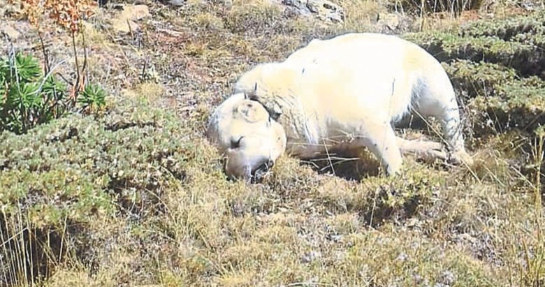 6 çoban köpeği zehirli et kurbanı Yaşam Haberleri