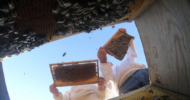 Ormanların canlanmasıyla bal rekoltesı arttı