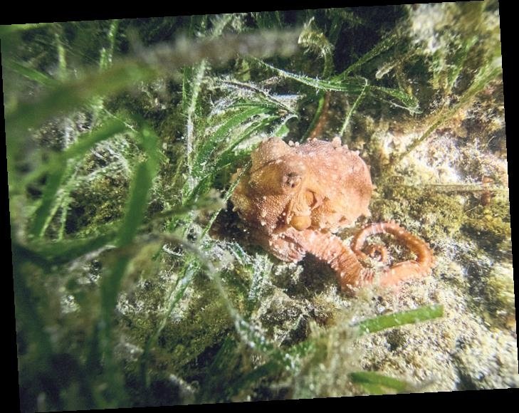 Karaburun’da gece dalışı
