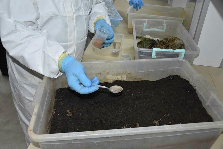 İzmir’in kızılçam ormanlarını terminatör böcekler koruyor