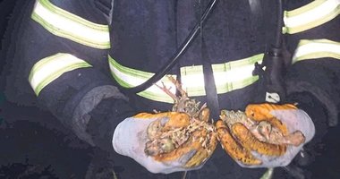 Balıkesir’de tavuk çiftliği küle döndü