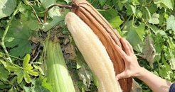 Bir kez deneyen vazgeçemiyor! Hem banyoda hem de mutfakta... Lif kabağını hayatınıza katın!