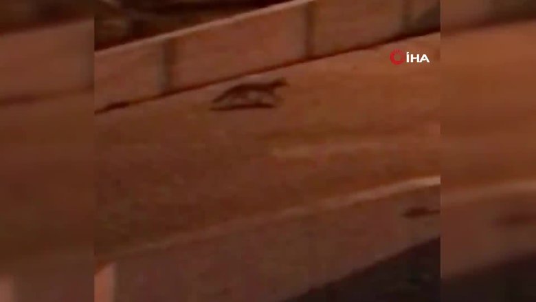 Denizli’de aç kalan tilki şehre indi