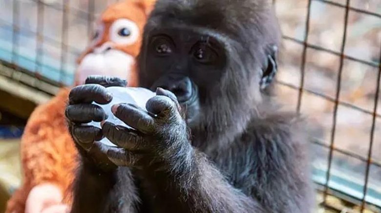 İstanbul Havalimanı’nda bulunmuştu! Bakanlık anket paylaştı: Yavru goril için 4 isim önerisi