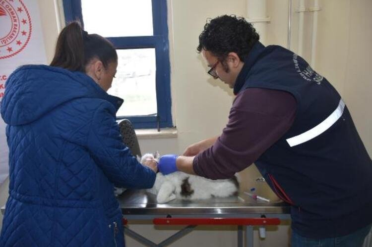 Evcil hayvanı olanlar dikkat: Ceza yemeyin! 3 hafta sonra başlıyor