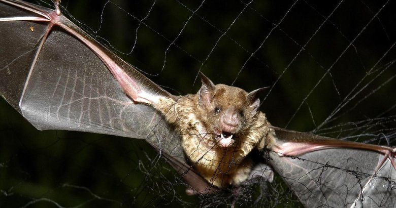 DSÖ: Tanzanya’da Marburg virüsü nedeniyle 8 kişi öldü