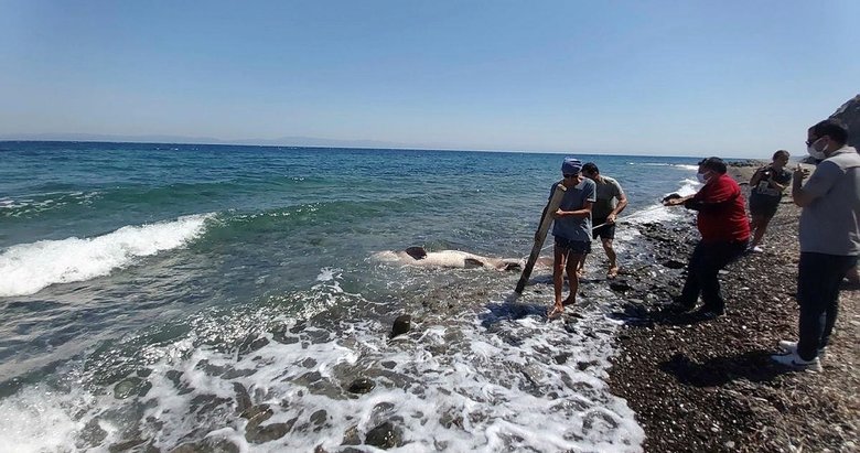 Datça’da dev köpek balığı! Gören gözlerine inanamadı