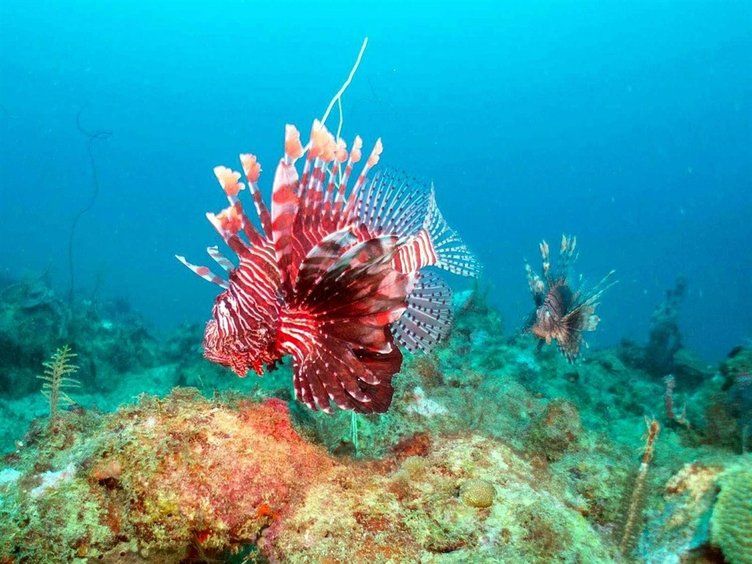 Deniz suyu soğudu, egzotik türdeki balıklar Ege’yi terk etti