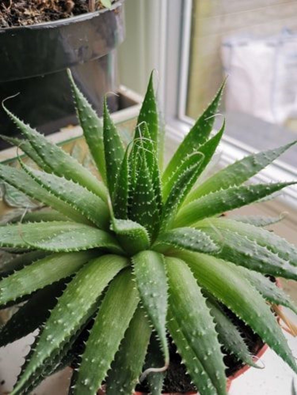 Aloe Vera bitkisine nasıl bakılır? Aloe Vera nasıl kullanılır?