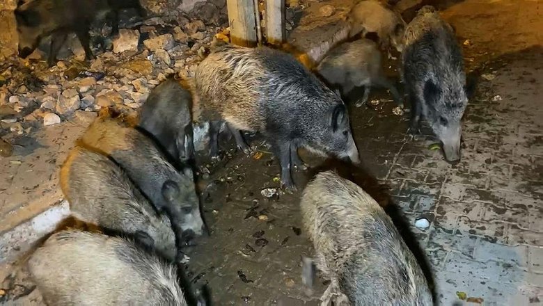 Fethiye merkezine inen domuzları, turistler ve halk elleriyle besliyor