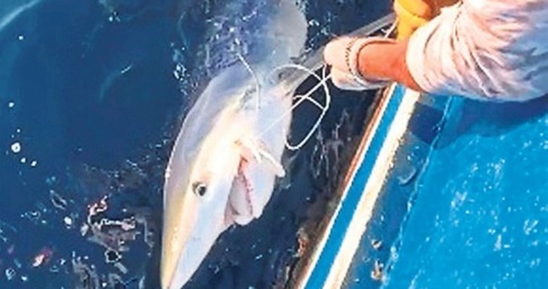 100 kiloluk mavi Jaws oltaya geldi