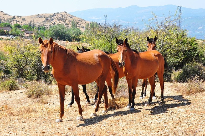 Spil Dağı’nın özgür sahipleri yılkı atları böyle görüntülendi