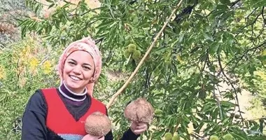 Aydın’da yağmur sonrası tömbecik mesaisi