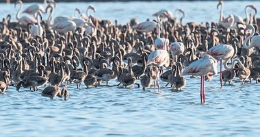 ‘Kreş’teki flamingolar kanat çırpacakları güne hazırlanıyor