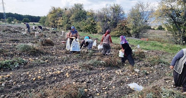 Çiftçiler arpa ve buğday yerine buna yöneldi: Daha fazla para ediyor