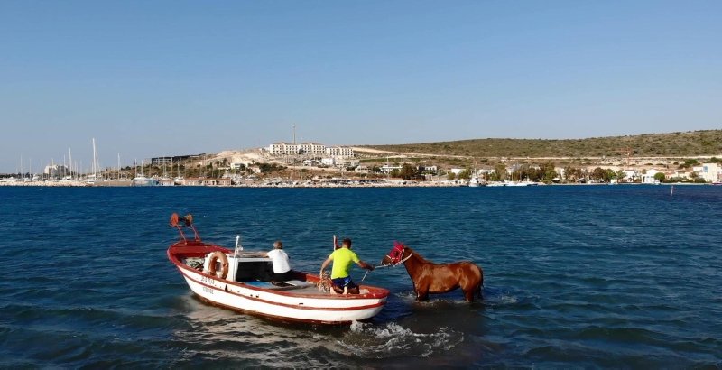 Sakatlanan yarış atları denizde tedavi ediliyor