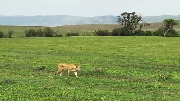 Safaride inanılmaz görüntüler! O anlara tanık oldular