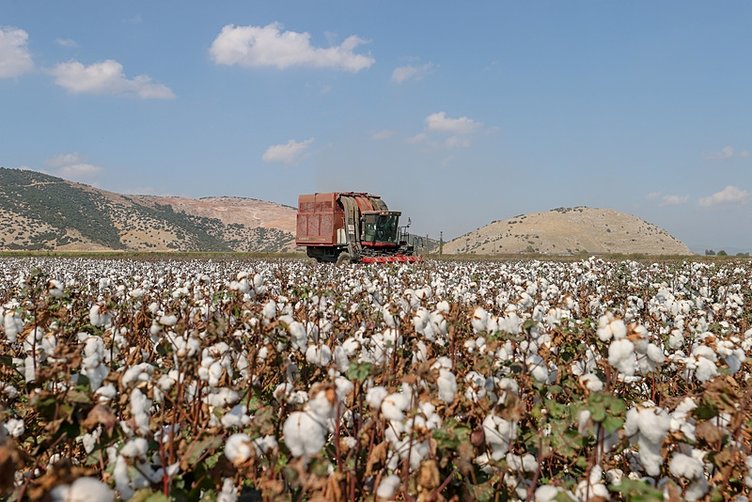İzmir’de verim artınca pamuk üreticilerinin yüzü güldü!