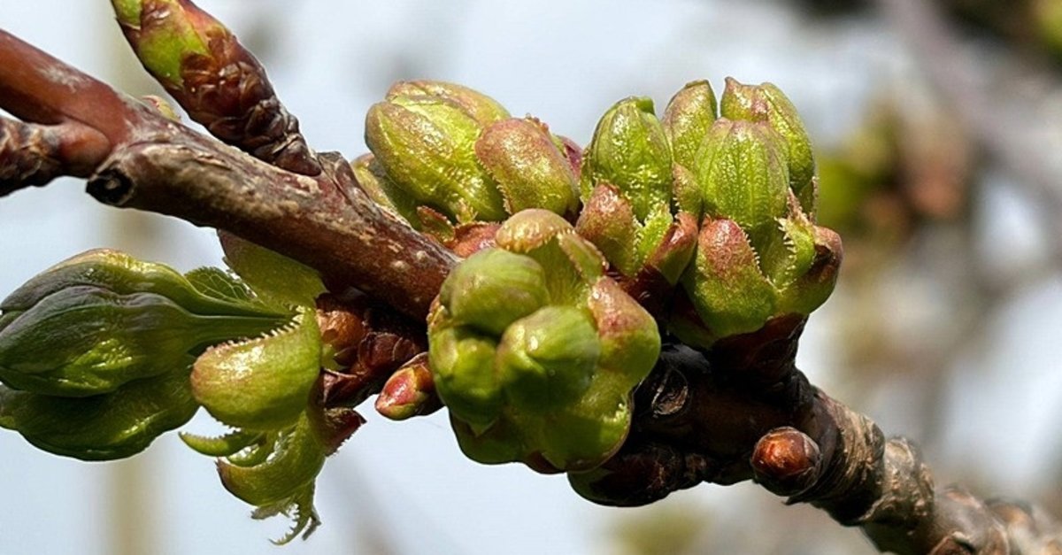 Manisa'da kiraz ve vişne üretiminde büyük risk! Monilya yayılıyor