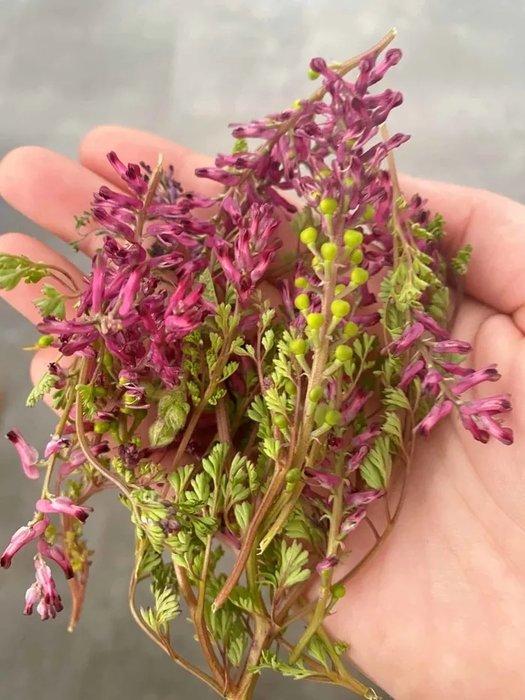 Tuvalete çıkmaya zorlanıyor musunuz? O zaman bu çay tam size göre