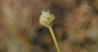 Endemik türlerden Muğla ekonomisine 62 milyon TL katkı