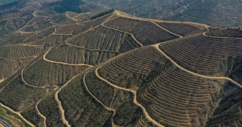 İzmir’de 6 milyon fidan toprakla buluşacak