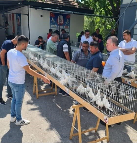 Azman güvercinler Denizli’de güzellikleriyle yarıştı