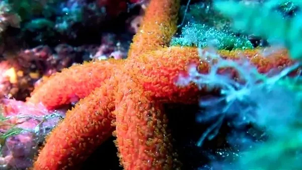 Bakan Kurum paylaştı! Göcek’te deniz çayırları için seferberlik
