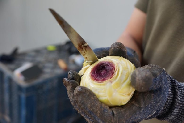 Asgari ücretin 4 katını kazanıyorlar! Yeşil altın geçim kapısı oldu