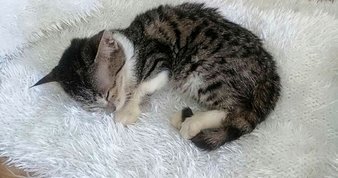 Afyon’da tefeci operasyonu