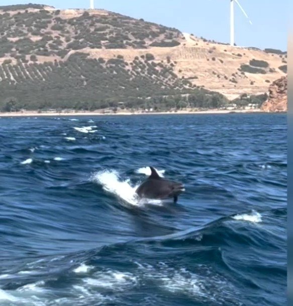 İzmir’de yunus balıklarında görsel şölen: O anlar kameraya yansıdı