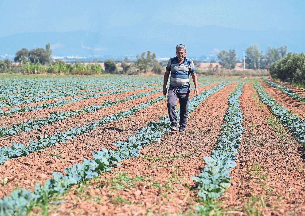Kışlık sebze üretim üssü İzmir oldu