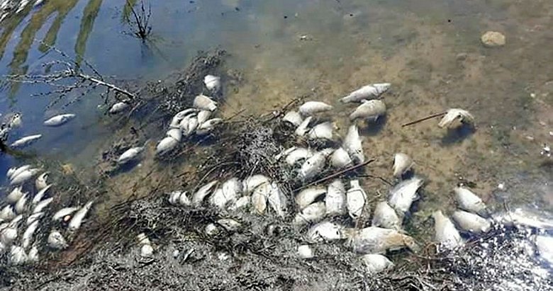 Girdev Gölü’nde binlerce balık öldü