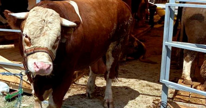 Gebe hayvan kurban edilir mi? Kurban edilmesi caiz midir?