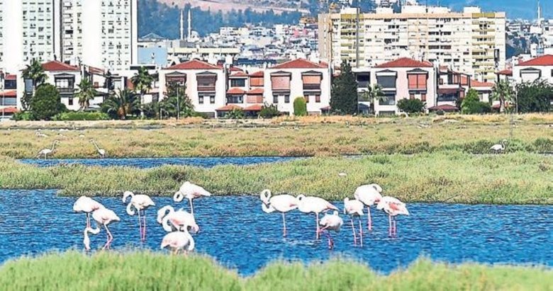 Flamingo yolu İzmirlileri büyülüyor