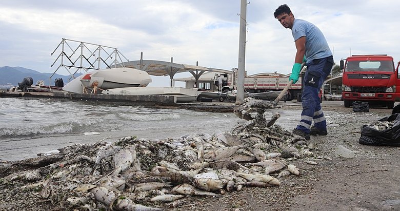 Denizi ölü balık etrafı da kötü koku sardı