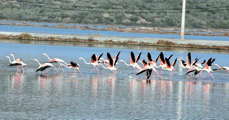 Flamingolar akın akın kışlık yuvalarına geliyor! Muğla’da görsel şölen