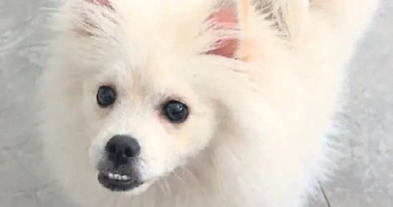 Mardin-Aydın hattında köpek krizi
