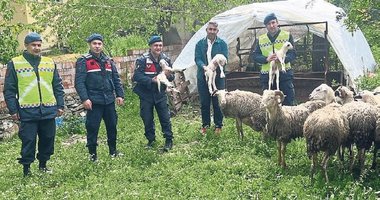Kayıp koyunlar sürpriz yaşattı