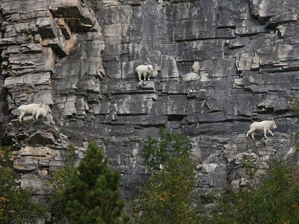 Keçiler nasıl böyle tırmanabiliyor?