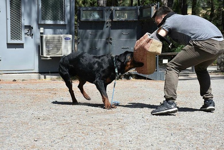 Sahibi uyuşturucudan tutuklanan ’Buffy’, artık polis köpeği
