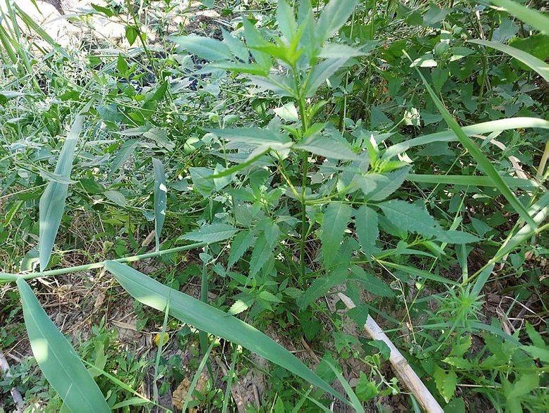 Dere yatağında kenevir tarlası!