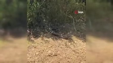 Çanakkale’de yılanların bu hali şaşırttı! Rastlayan vatandaş kameraya sarıldı
