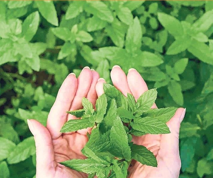 Bu besinler sigarayı bıraktırıyor