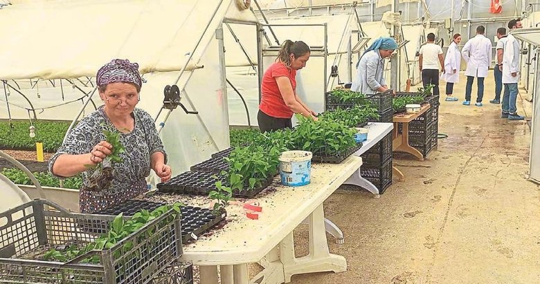 Meyve fidanı üretiminin lider kooperatifi