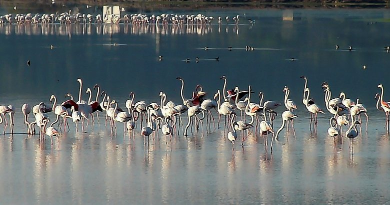 Muğla’da flamingolar ölüme uçuyor