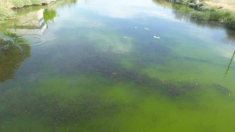 Burhaniye’de çevre felaketi! Kötü koku yazlıkçıların kabusu haline geldi