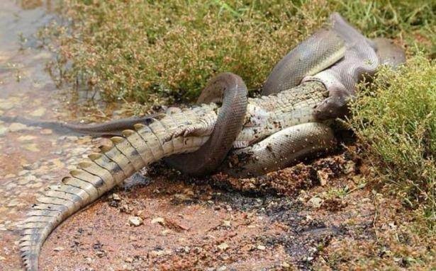 Piton yılanı dev timsahı yuttu!