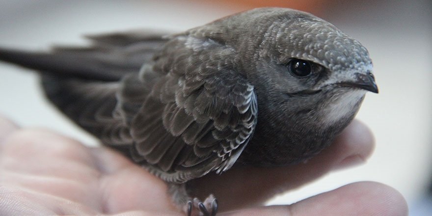 Aydın’da trafo binasına sıkışan Ebabil kuşunu itfaiye kurtardı